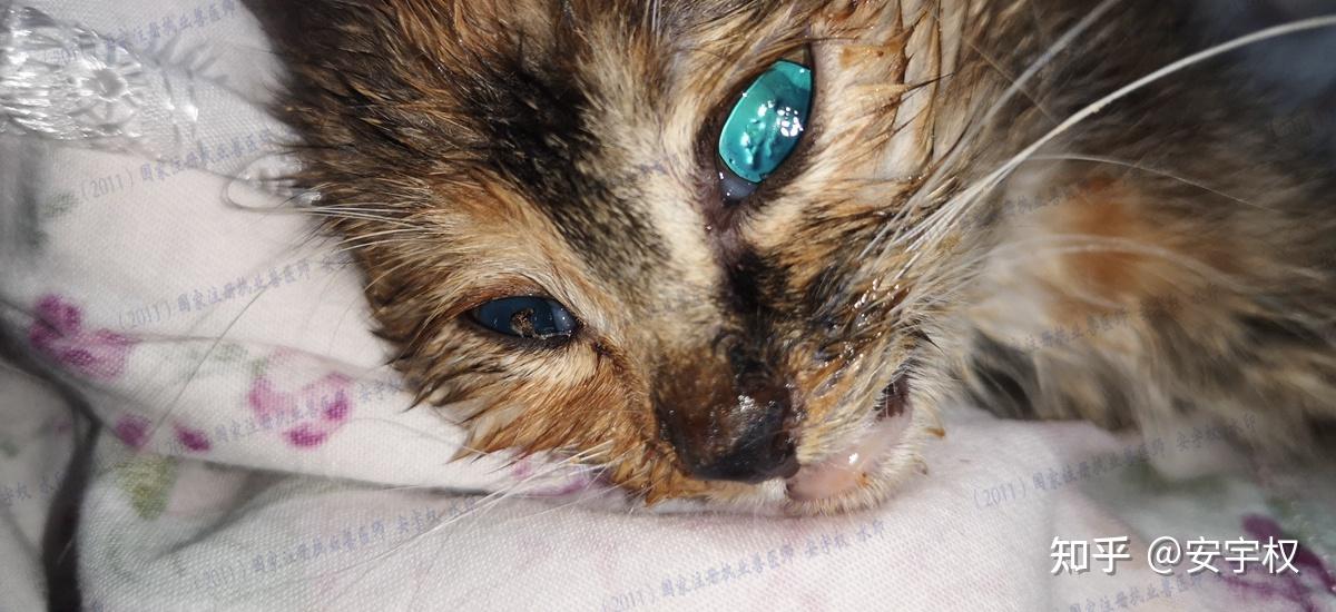 传染病基础知识之猫杯状病毒安宇权作