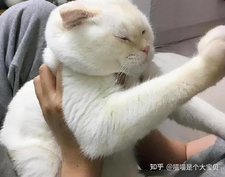 当你抱猫时,在猫眼里,是这么想的 - 知乎