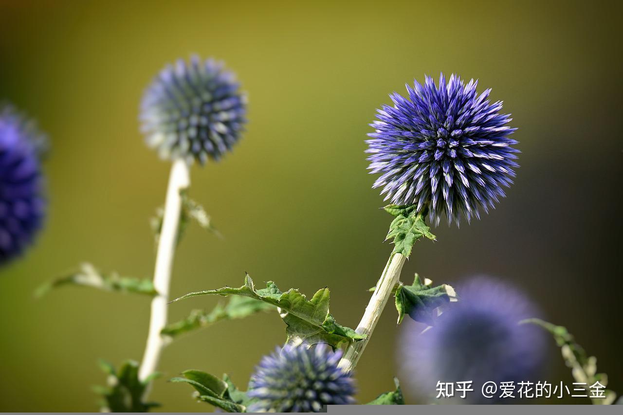 小三金的家人图片