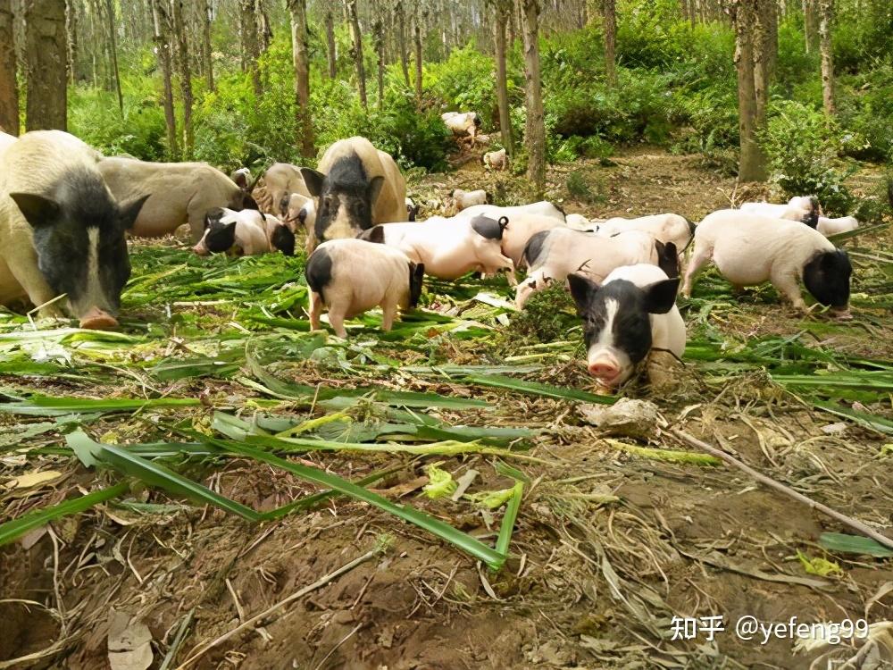 巴马香猪养殖场需要注意的问题