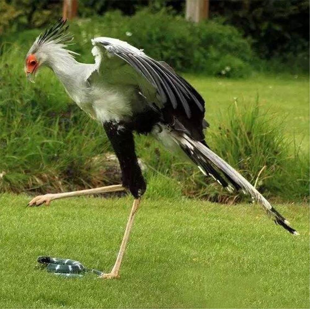 02纤细长腿上穿着"黑绒裤",每天暴走30千米,被称为行军鹰