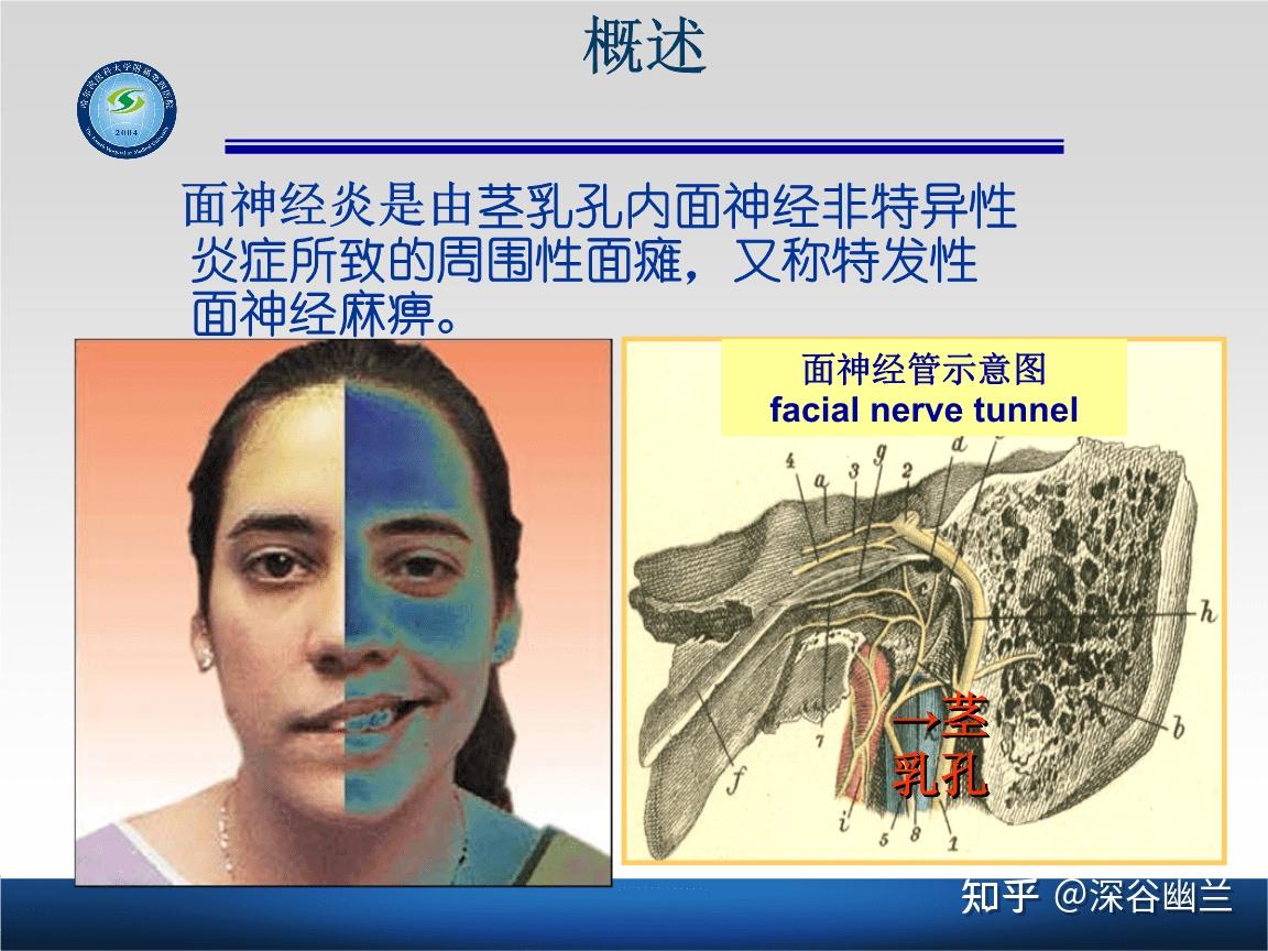 美容养生塑造健康美 第一章:面(3)面神经支配部位 - 知乎