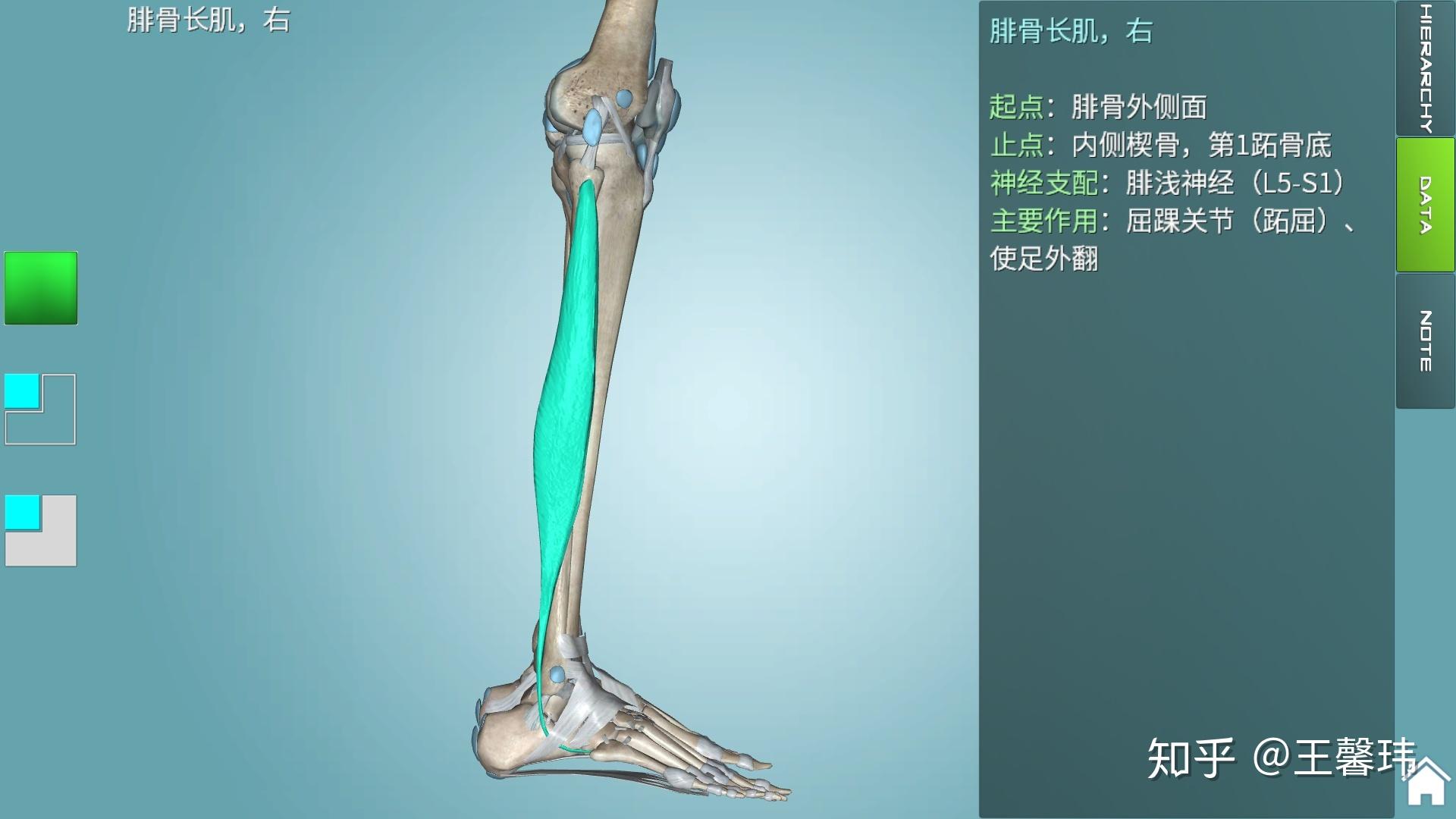 止於第5蹠骨粗隆,主要作用蹠屈,使足外翻伸拇長肌:起於脛腓骨上端和骨