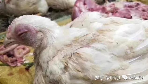 肓肥猪肚子闪用什么药最好