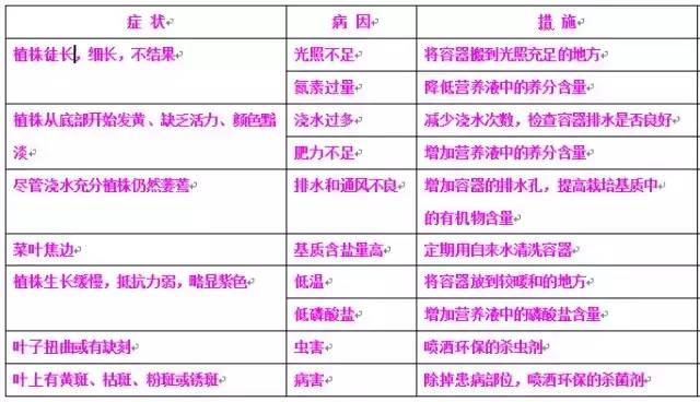 陽臺到底怎麼種菜教你選菜容器播種以及蟲害知識