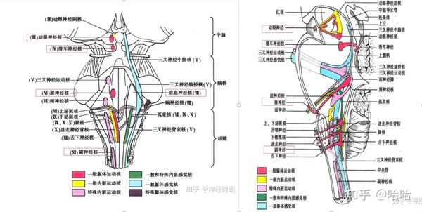 平衡觉传导通路 - 知乎