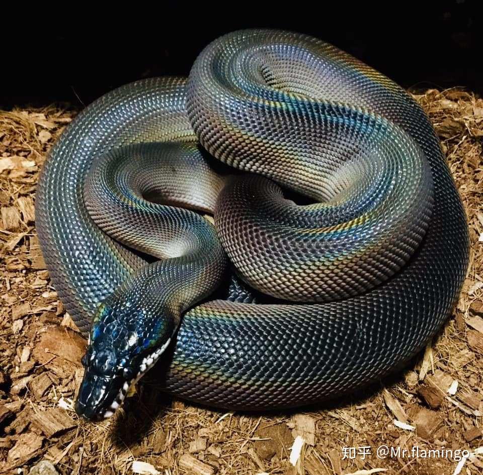 有没有好看的蛇图啊想拿来当壁纸