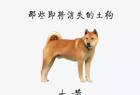 狗狗养多久开始粘人 v2-787f14b17ca20a2085efea7834a15f2c_1440w.jpg?source=172ae18b