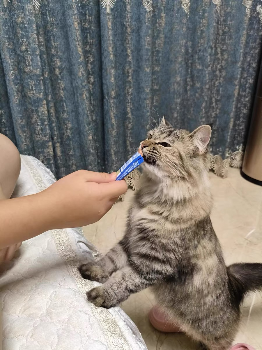 力狼猫条好不好？有诱食剂吗？ - 知乎