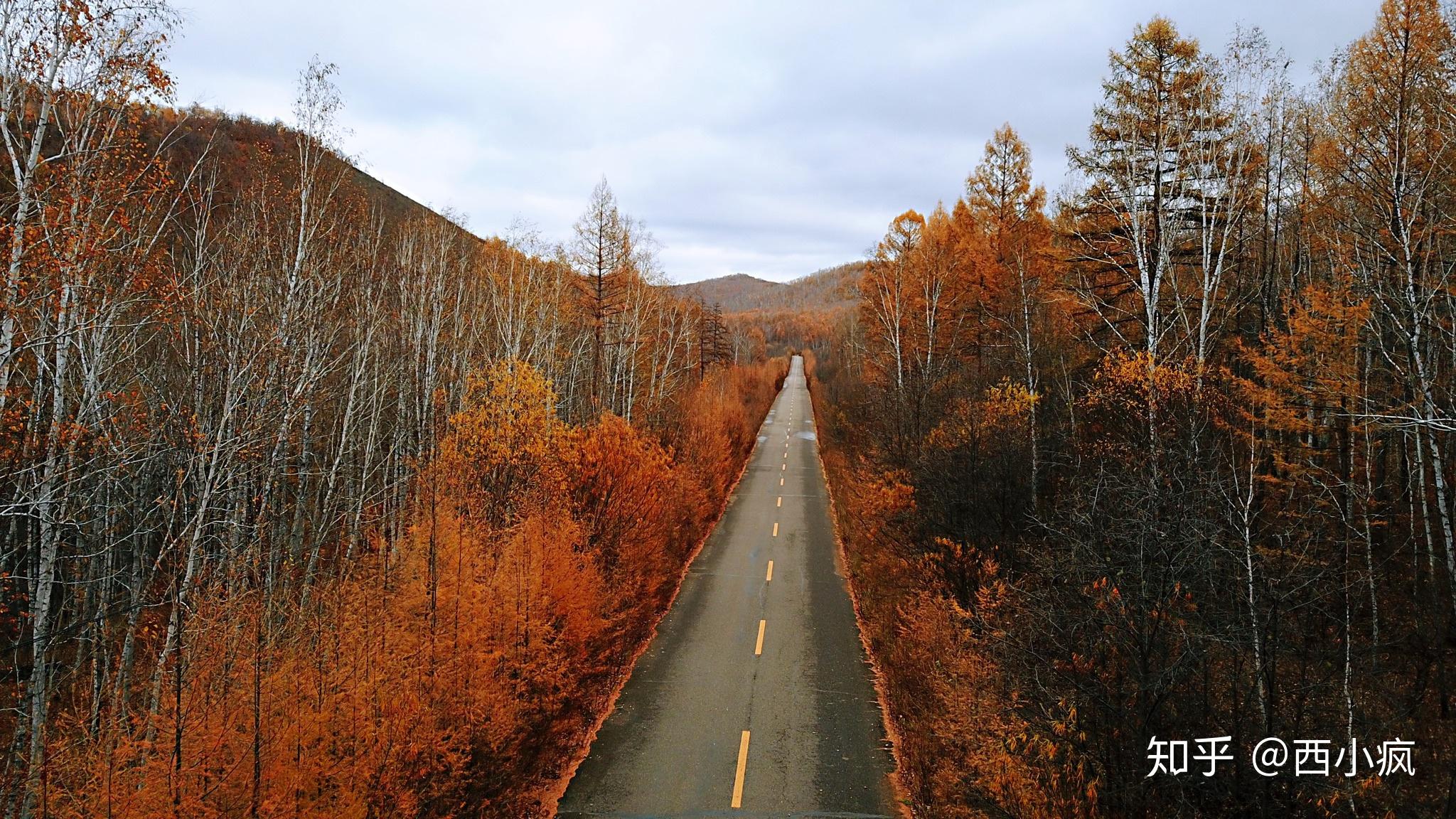 前一段路还是磨阿公路,旁边都是黄色的白桦林,路的两边满满的都是黄色