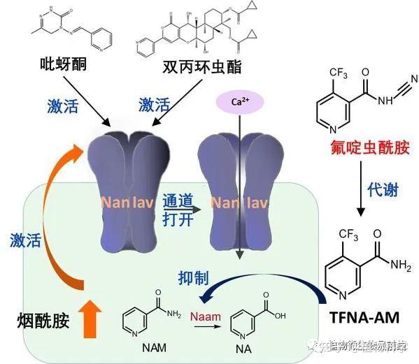 Science Advances | 浙江大学农学院黄佳教授课题组揭示杀虫剂的新靶点 - 知乎