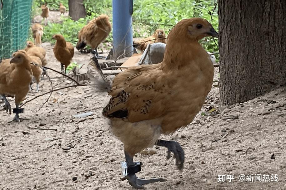 沃朴物联携手龙游飞鸡用数字身份证区块链技术赋能乡村振兴