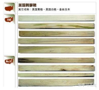 中国木王---楸木 - 知乎