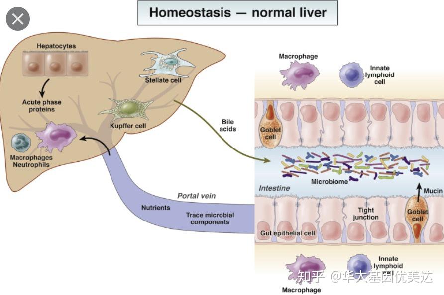护肝小技巧 1:是时候教你利用一下"肠-肝轴"了 - 知乎