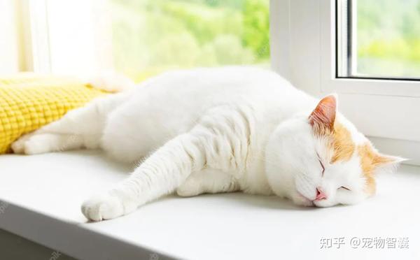 “12种宠物猫睡姿全掌握,看懂猫咪的心理密码!”(精制版) - 知乎