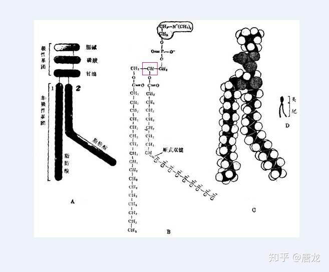 磷脂双分子层互为手性分子吗