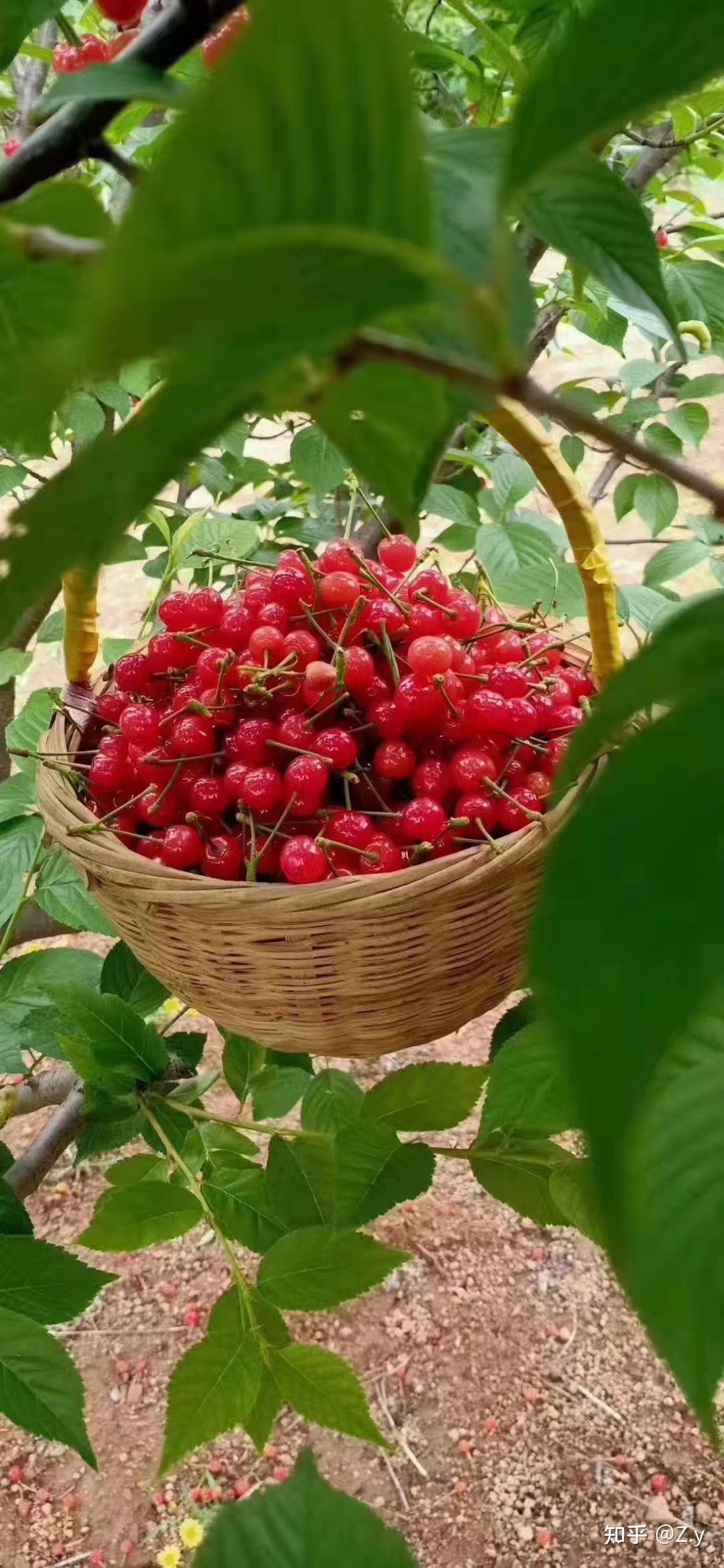 樱桃园采摘 - 知乎