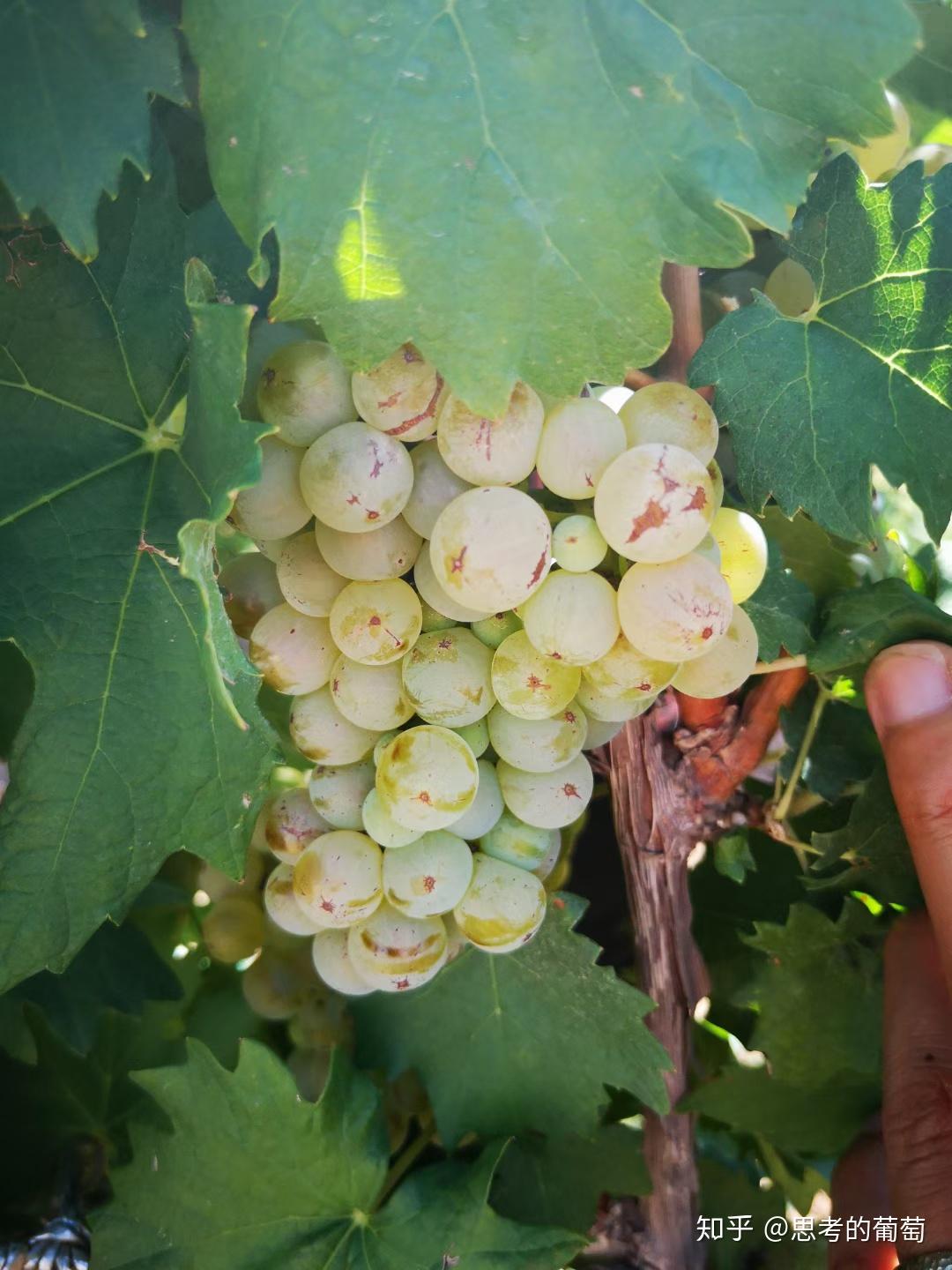 2020年份的时光机开始酿造了