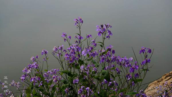 植物百科之 十字花科 - 知乎