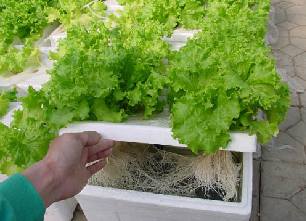 基质栽培相比其他的无土栽培类型有何优势?