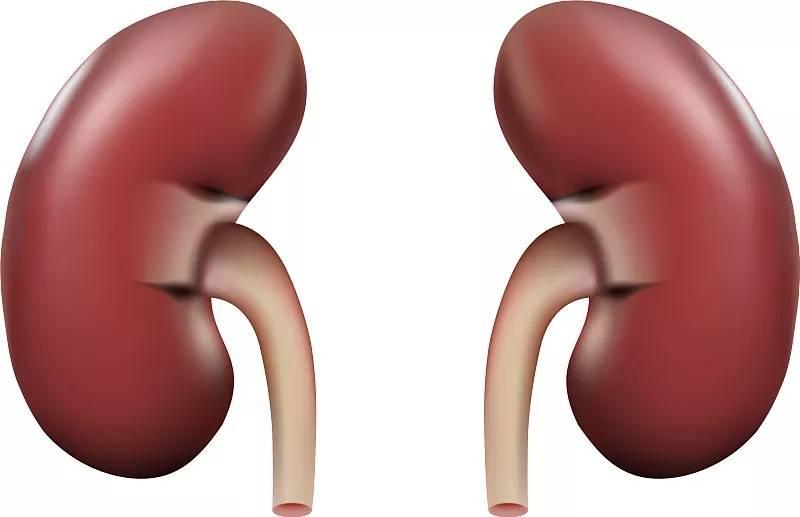 干细胞疗法在治疗肝脏肾脏疾病的研究进展