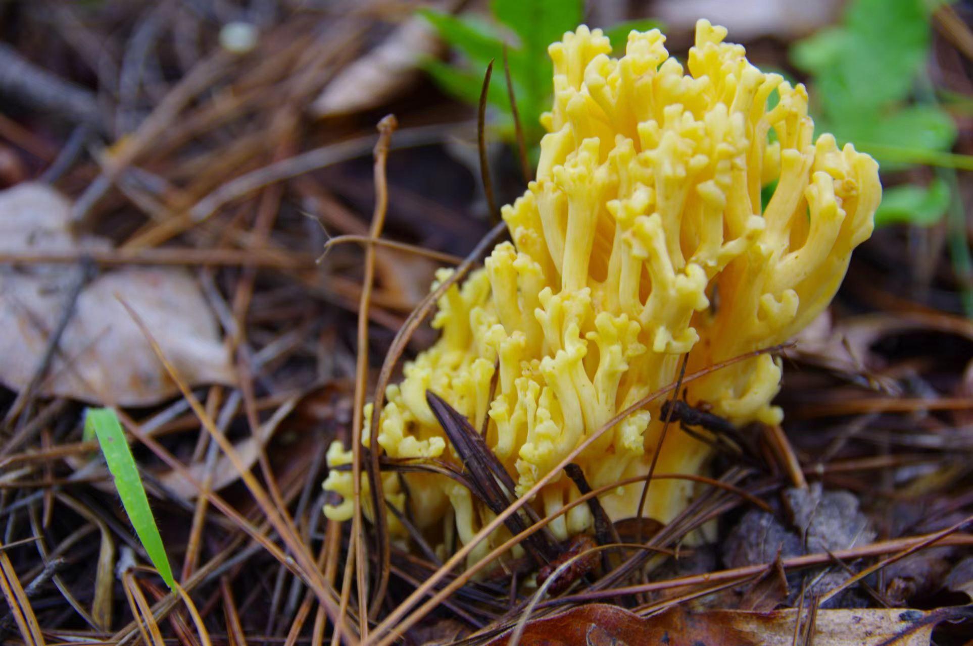 山野藏珍馐——扫把菌 - 知乎