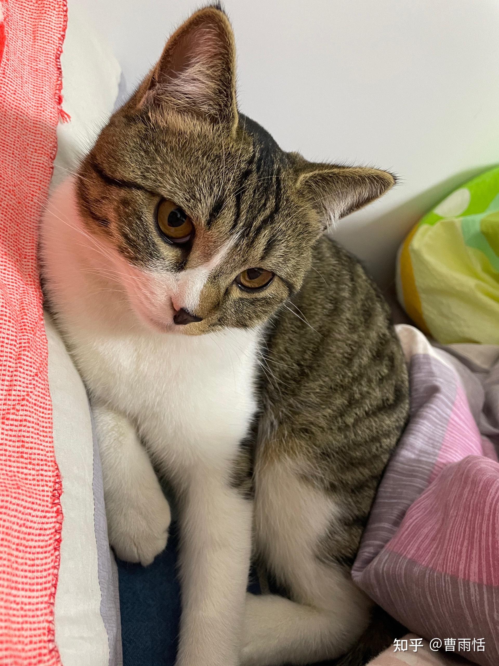 白餐巾白手套的狸花猫能有多漂亮?