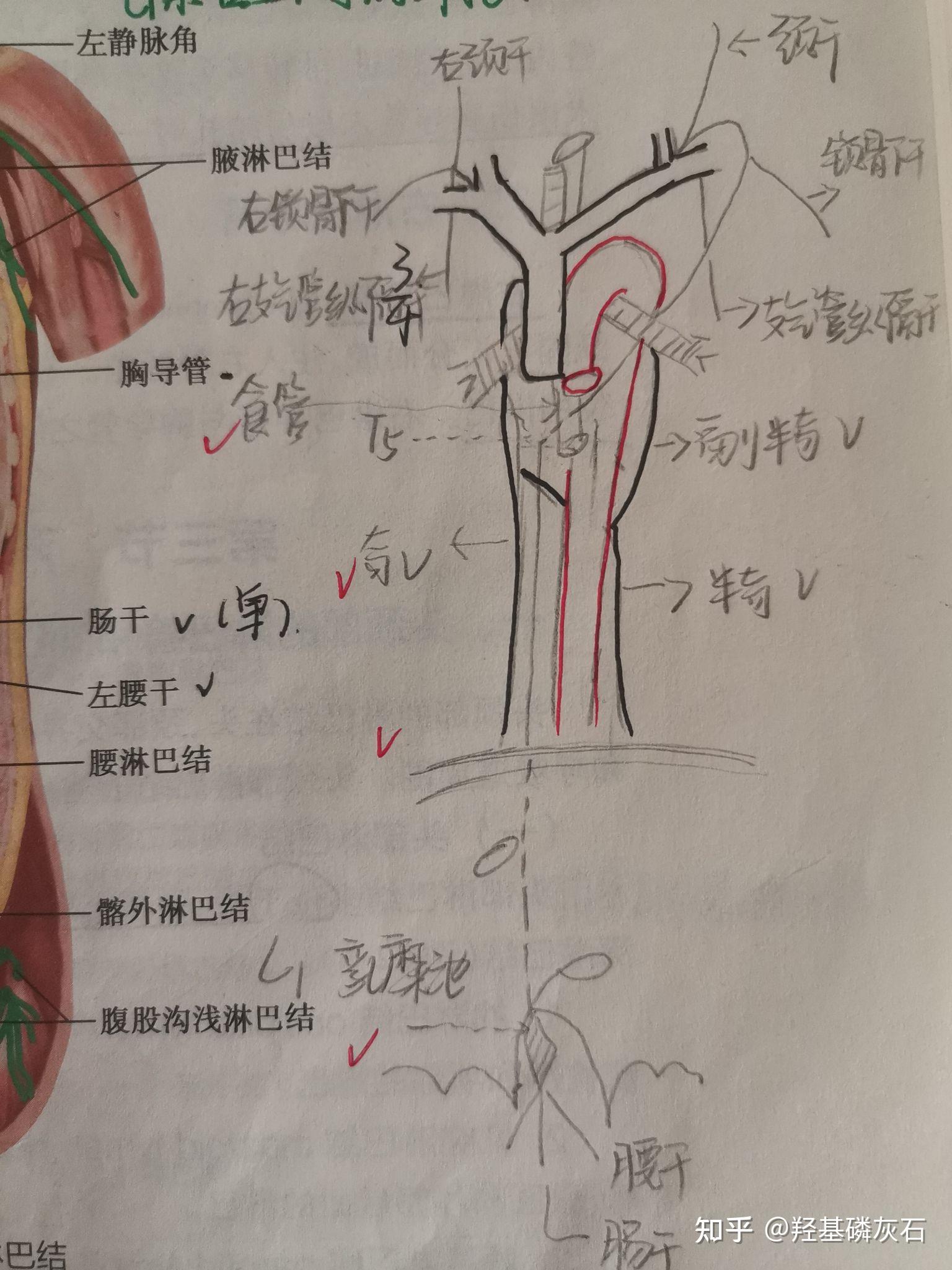 系统解剖学 第十二章 淋巴系统(思维导图) - 知乎
