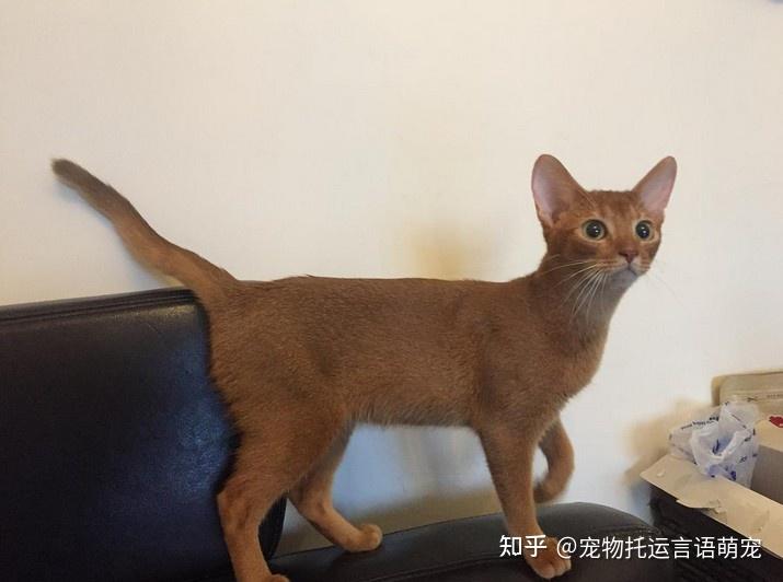 从深圳市到成都市托运1只阿比西尼亚猫_宠物猫托运_宠物猫快递 知乎