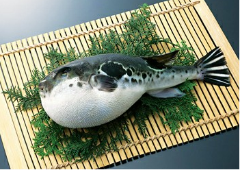 可能大家之前已经从视频中见过河豚鱼从扁扁的变为气鼓鼓的一系列过程