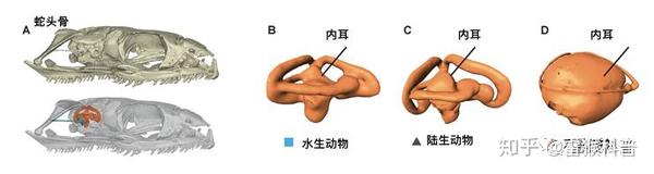 没有脚却能狂奔 蛇是怎么做到的 知乎