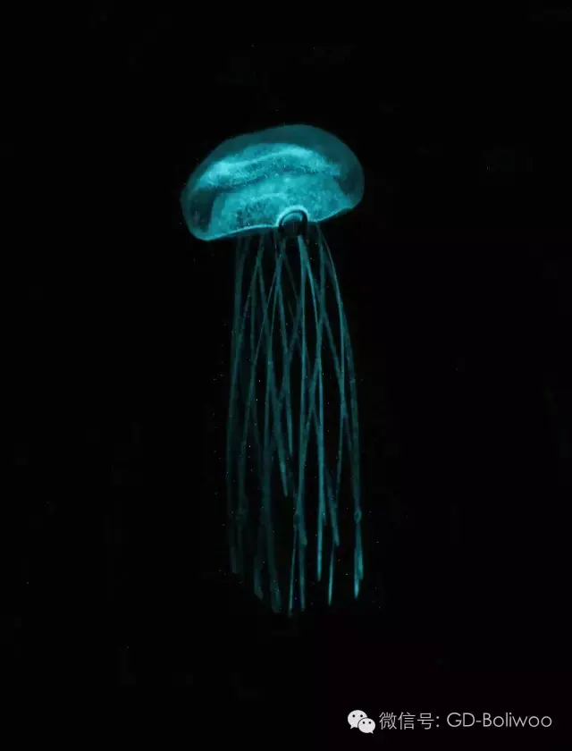 落入深海的精灵丨夜光水母