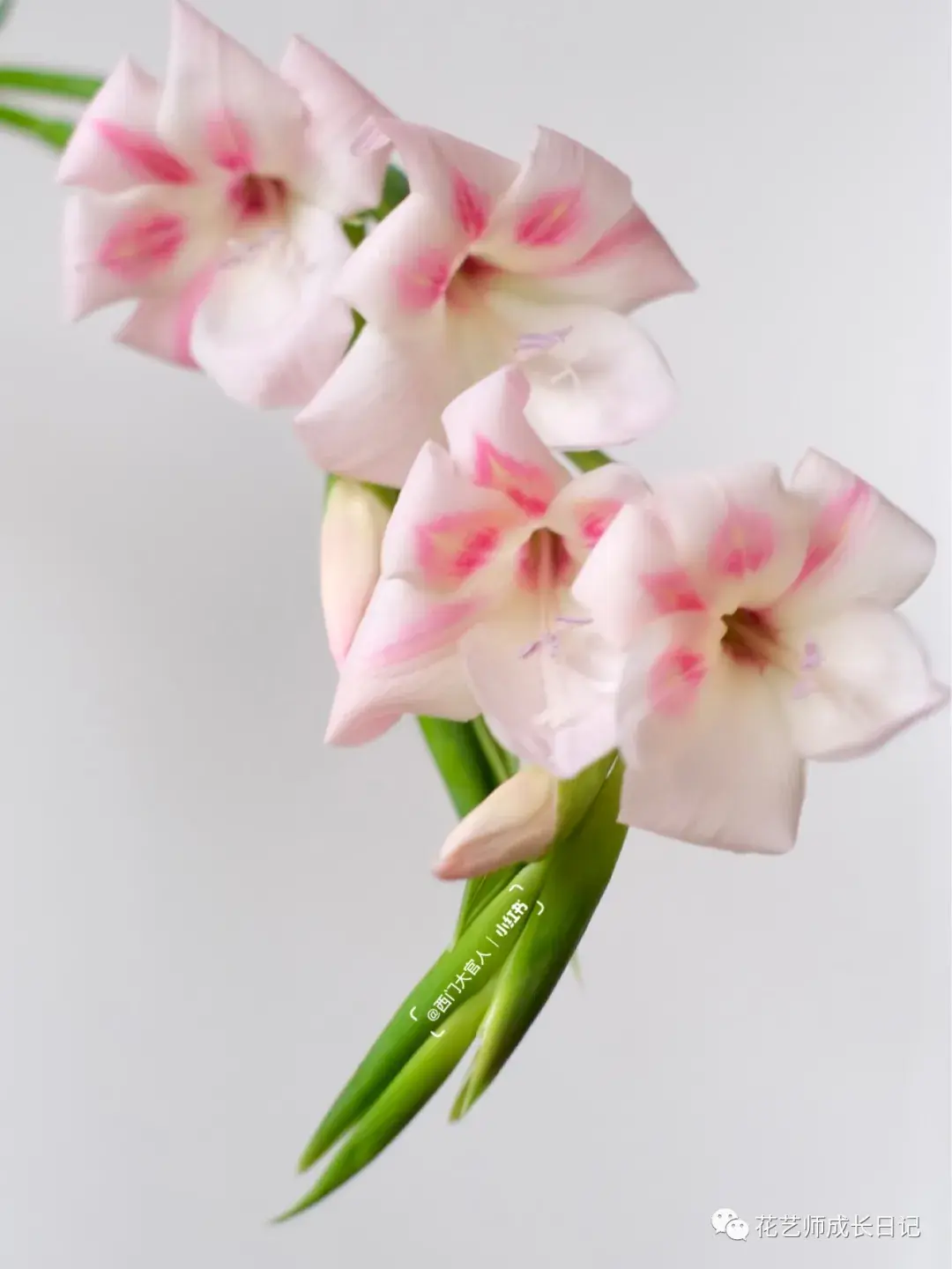 每日一花猫爪剑兰花瓣上跳动的小猫爪vol1