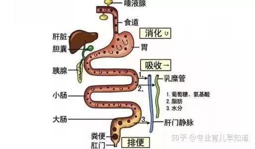 肠道对人体健康的重要意义 知乎
