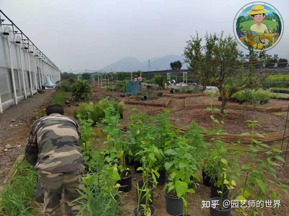 食用景观花园造园记系列(6)——食用景观植物栽植 - 知乎