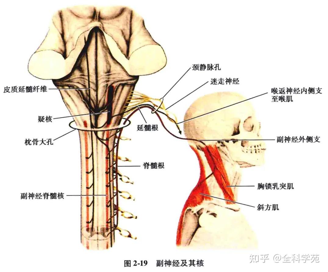 延髓腹侧面可见图片