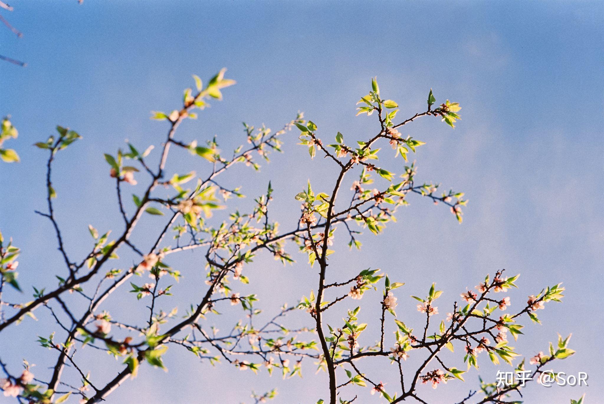 NIKON鏡頭收購