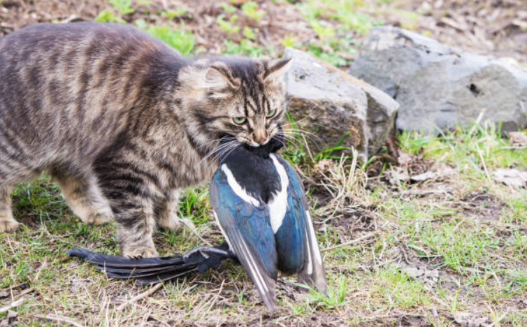 但是这也不能成为开脱它们罪行的理由,或许有些人认为流浪猫吃一些鸟