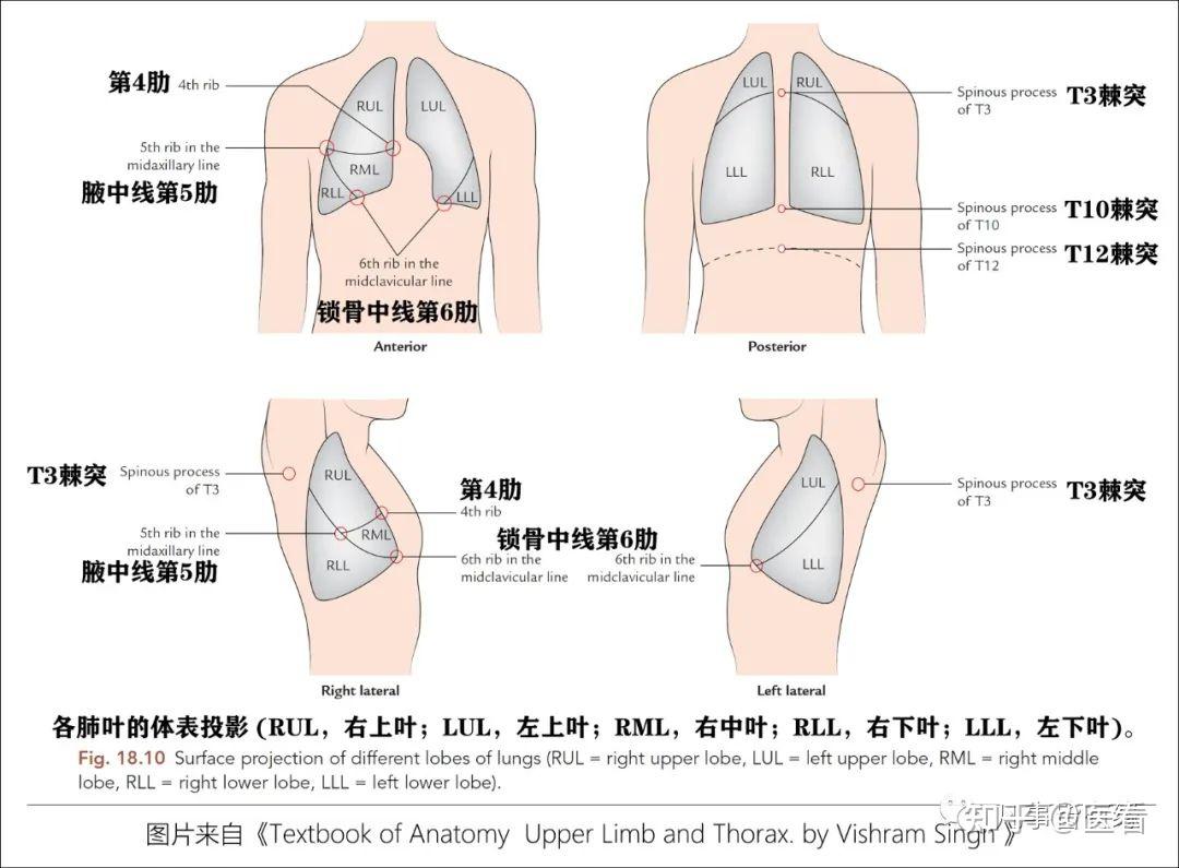 胸壁解剖层次图片