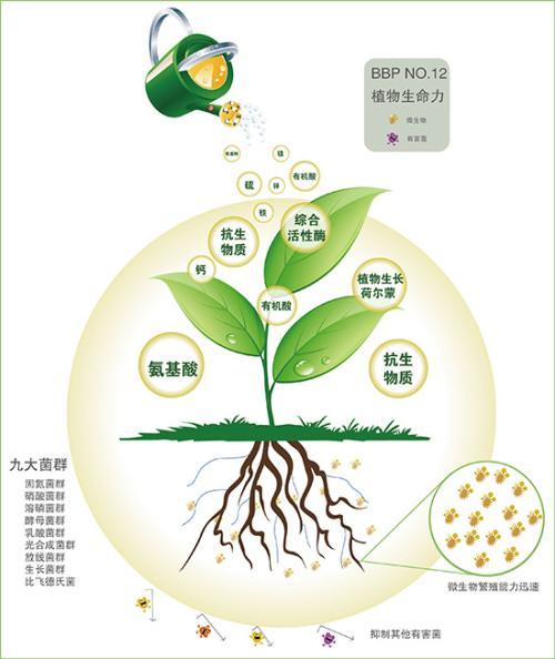 果树氨基酸液肥涂干技术
