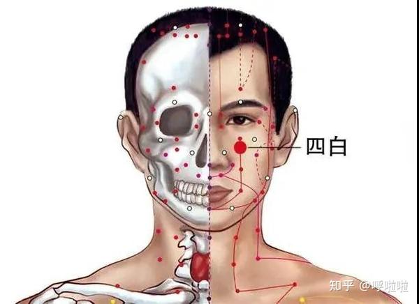 袪风明目,通经活络——四白穴 - 知乎