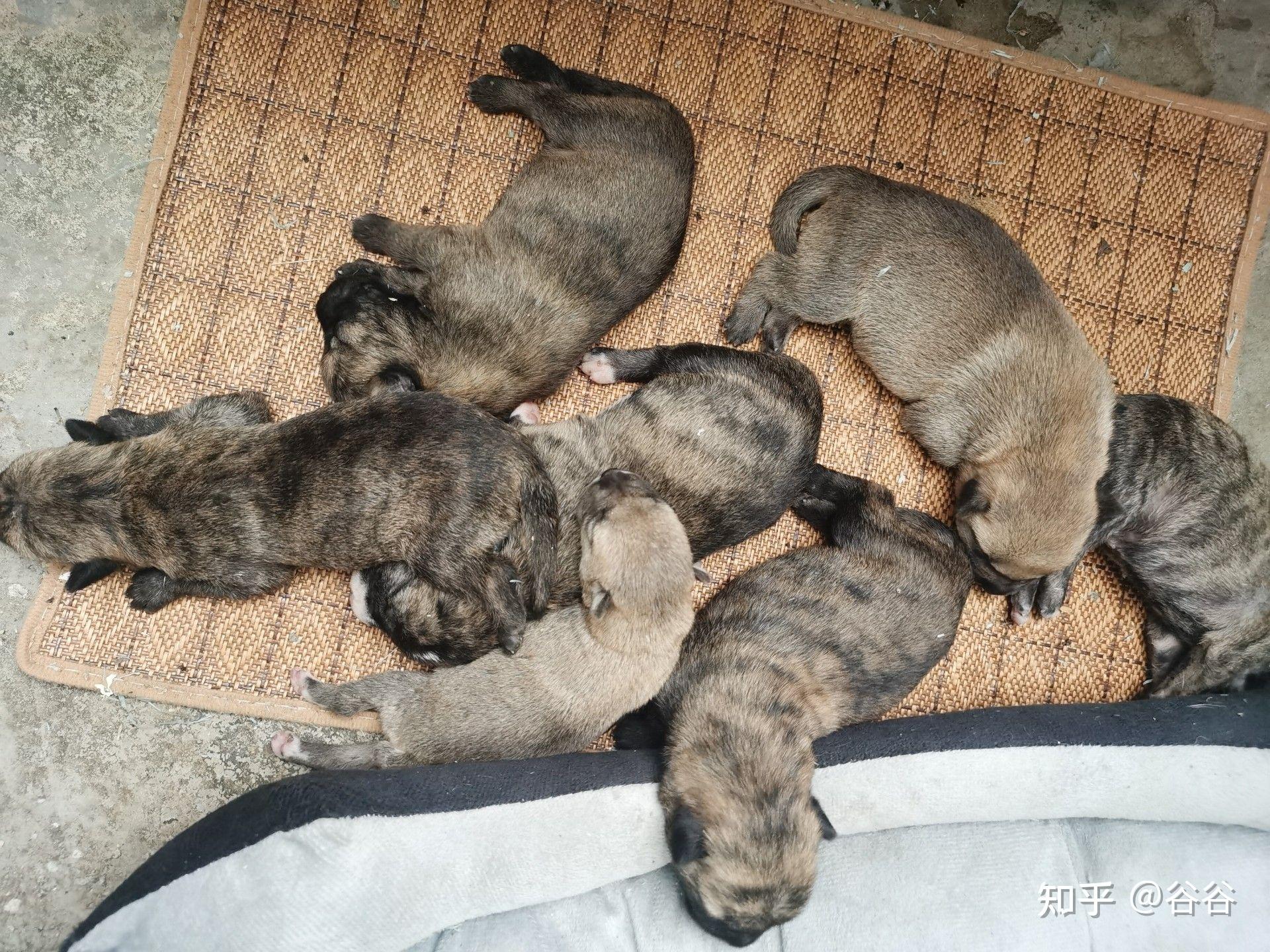 中華田園犬虎斑犬幼犬多少錢你覺得可以接受