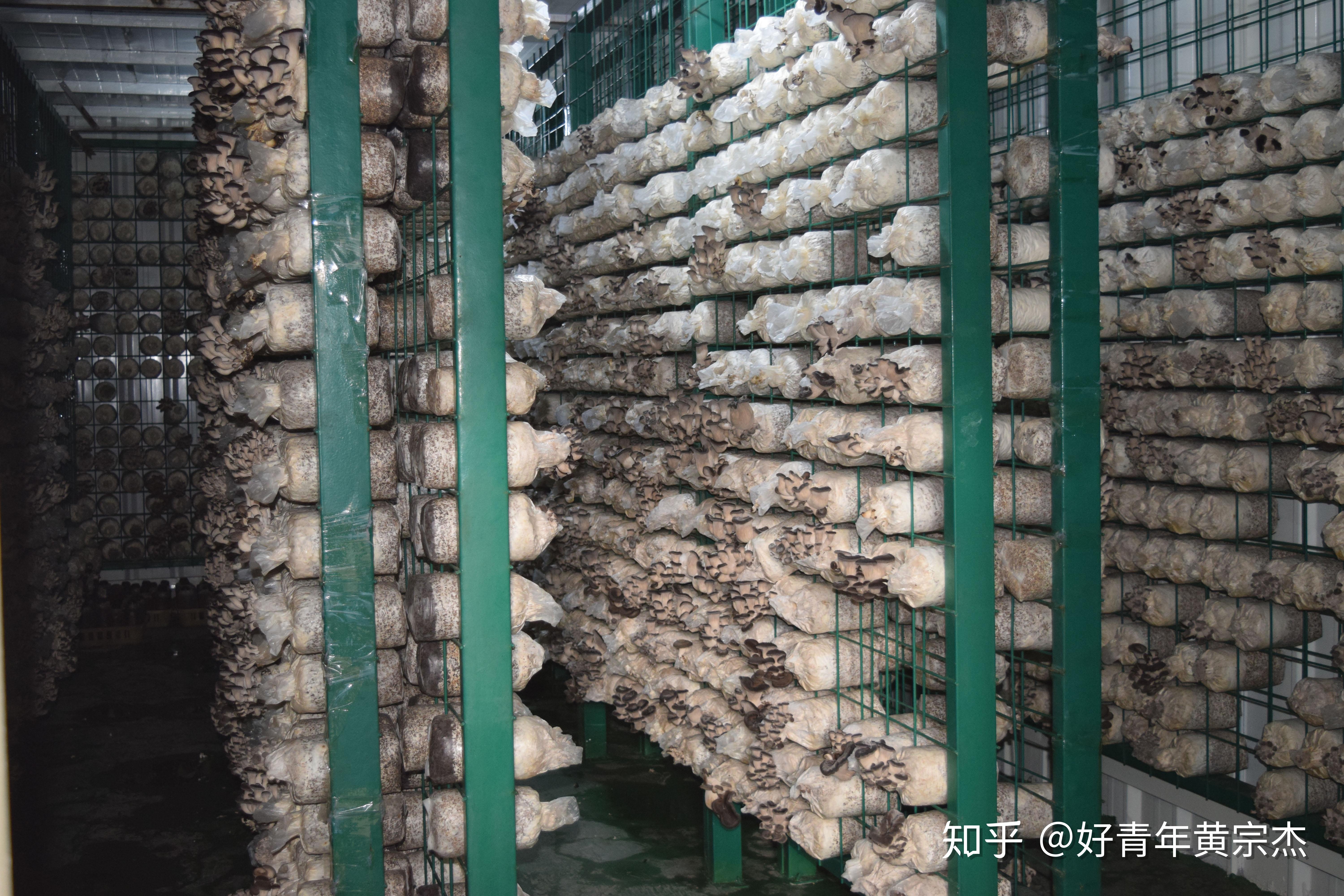 业易网食用菌2020年12月生产纪实平菇出菇正当时香菇菌种将发售