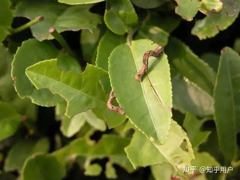 丽纹象甲茶叶瘿螨假小绿叶蝉茶园常见虫害主要有:这是所有茶人的共识