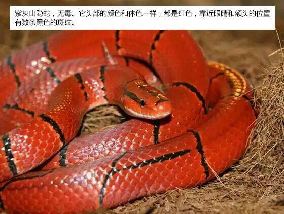 中国常见蛇类剧毒蛇上