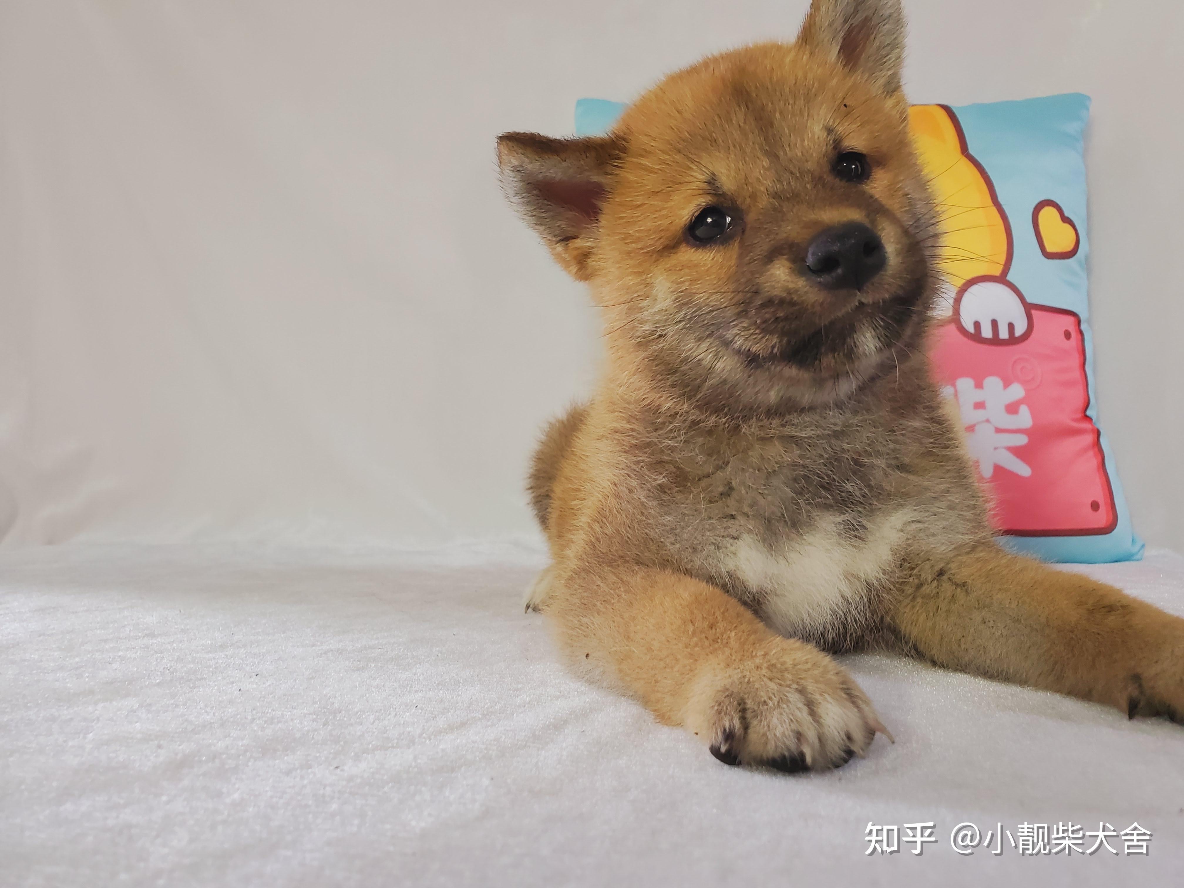 日本柴犬的特征详解柴犬幼犬如何鉴定纯不纯