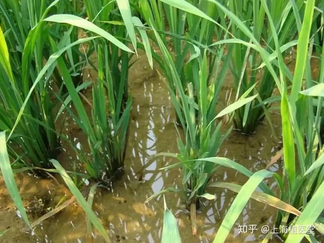 俗称矮稻,是水稻的一种严重病毒病,由灰飞虱传播.