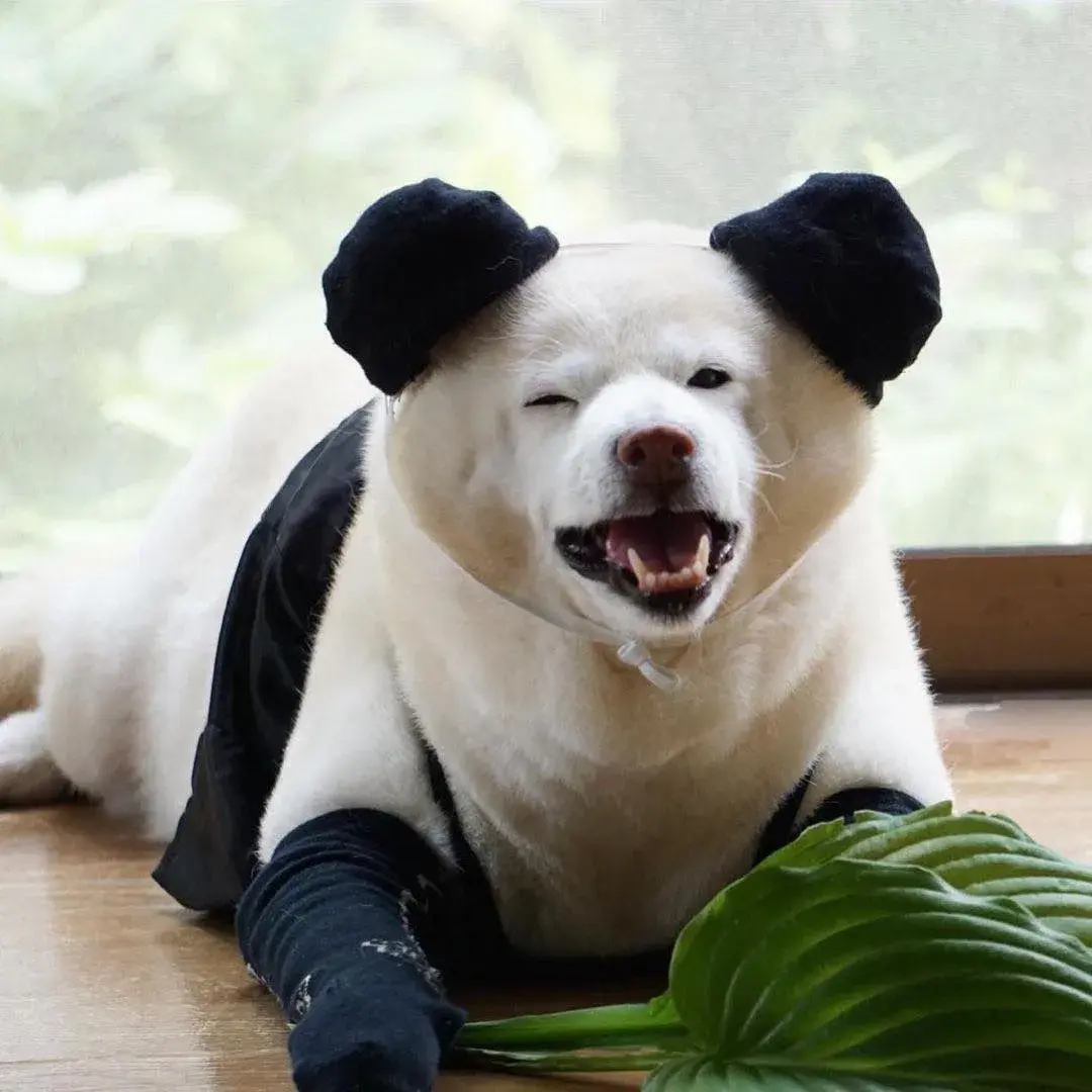 最像熊猫的小型犬图片