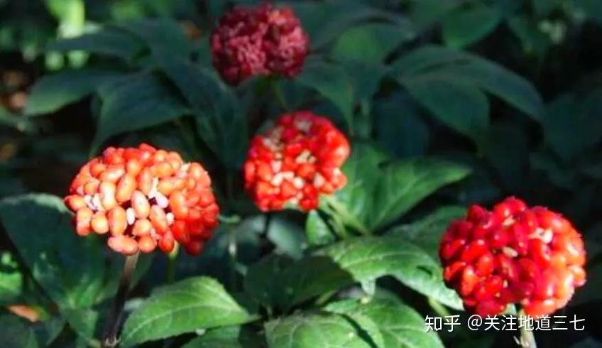 地道三七：田七和三七有什么区别？这个说法才权威 - 知乎