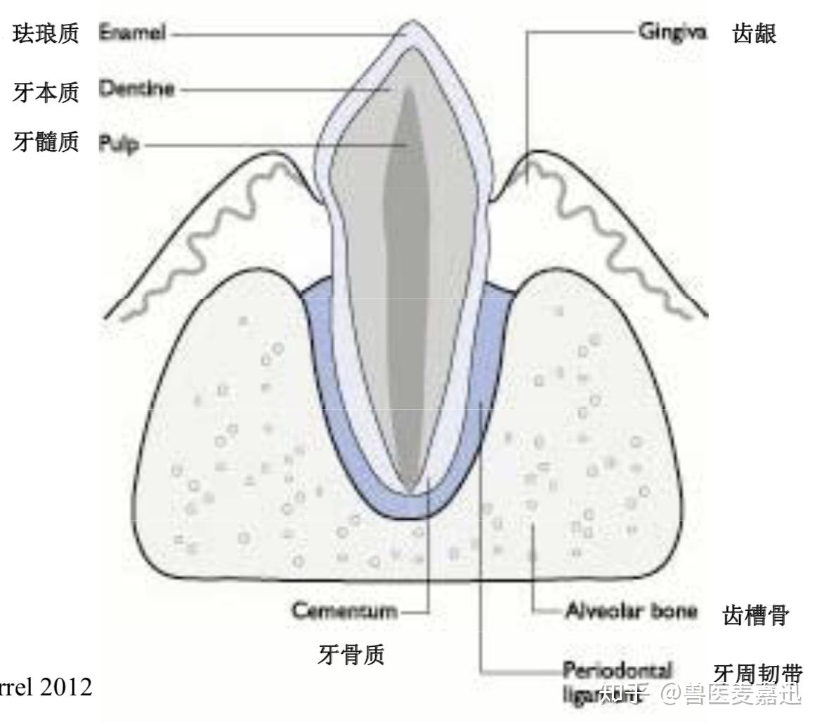 狗狗牙齿结构图解剖图图片